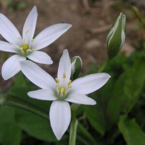 Efectividad de Star of Bethlehem en el desarrollo y en la respuesta vincular  de infantes de 1 a 12 meses en situación de riesgo