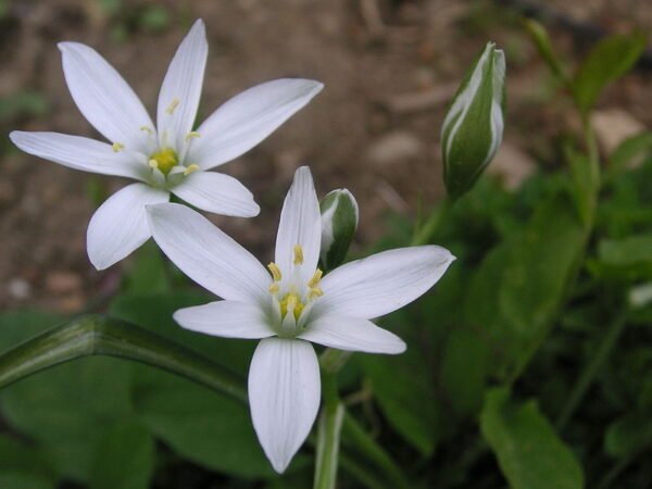 Efectividad de Star of Bethlehem en el desarrollo y en la respuesta vincular  de infantes de 1 a 12 meses en situación de riesgo