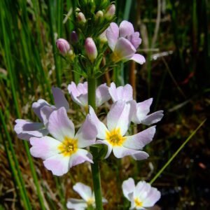 Tratamiento Complementario del Trastorno de Asperger con Esencias Florales de Bach  (BFR). Un estudio de caso.